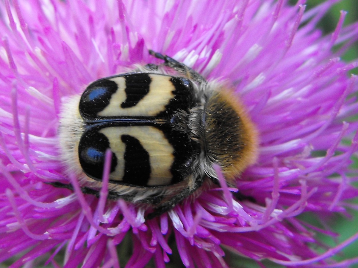 Coleottero peloso da identificare: Trichius fasciatus